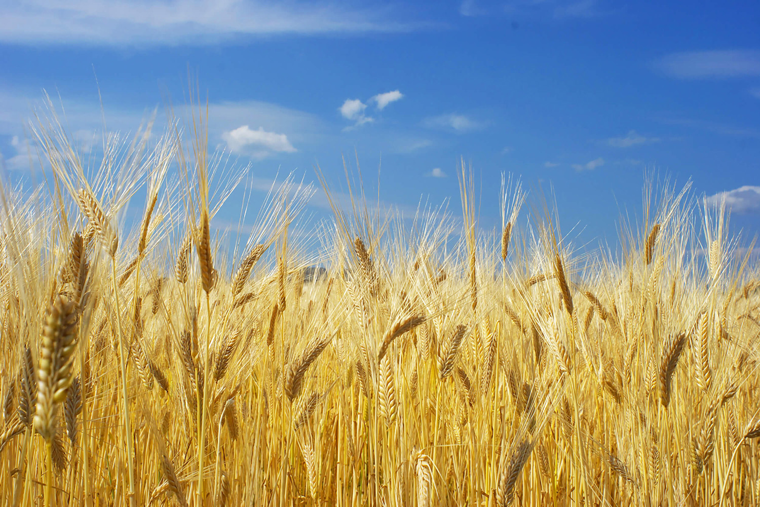 麦畑の画像
